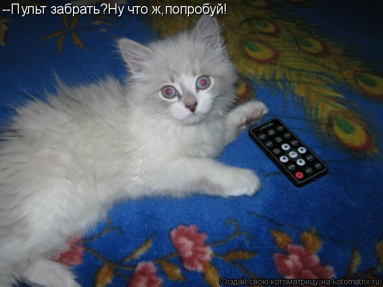 Котоматрица: --Пульт забрать?Ну что ж,попробуй!