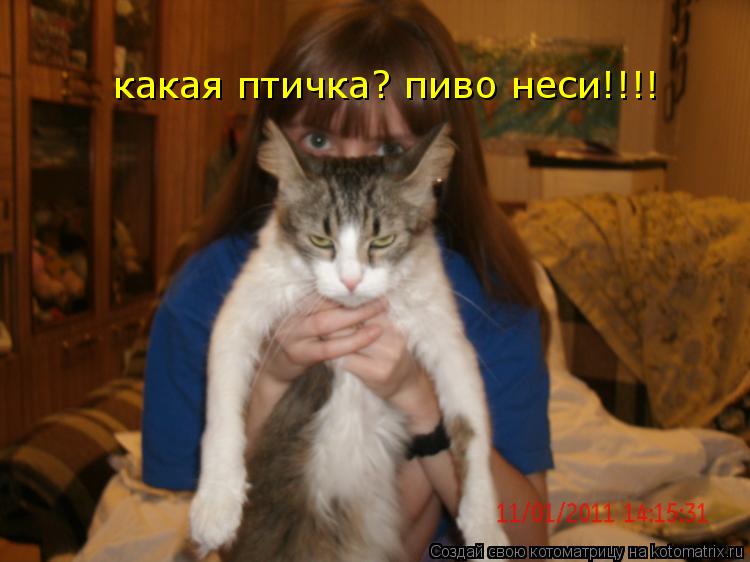 Котоматрица: какая птичка? пиво неси!!!!