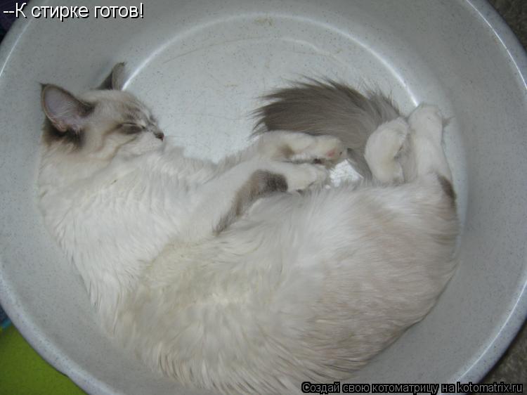 Котоматрица: --К стирке готов!