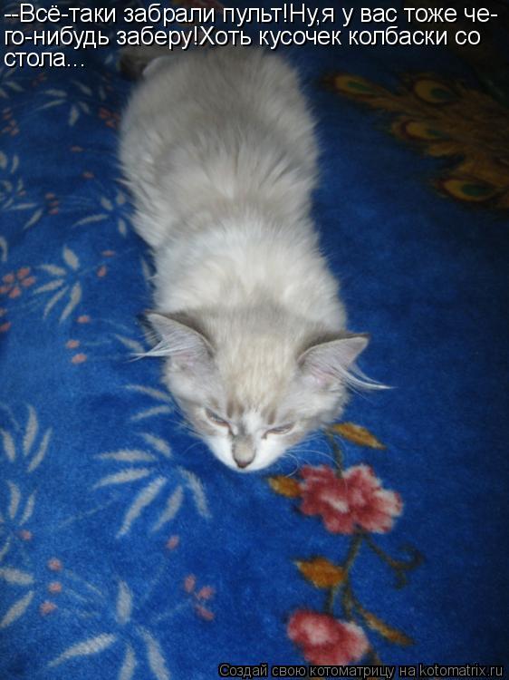 Котоматрица: --Всё-таки забрали пульт!Ну,я у вас тоже че- го-нибудь заберу!Хоть кусочек колбаски со стола...
