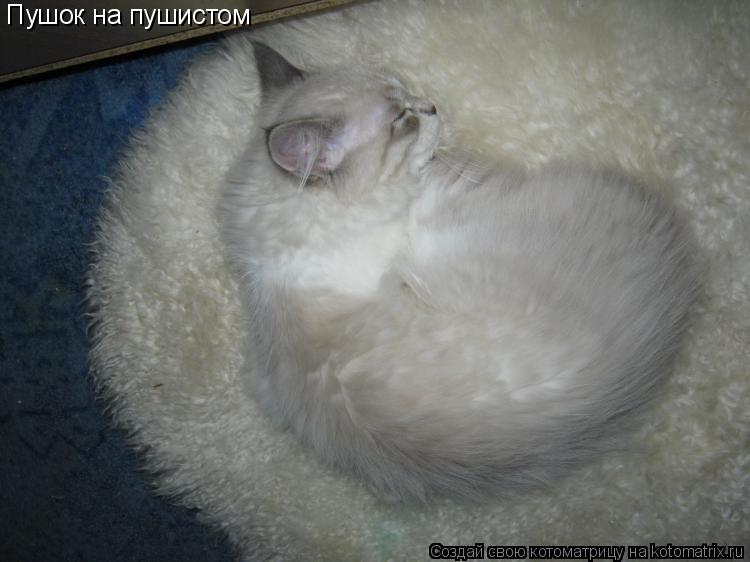 Котоматрица: Пушок на пушистом