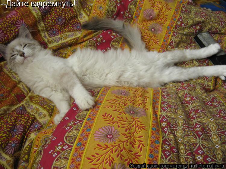 Котоматрица: --Дайте вздремнуть!