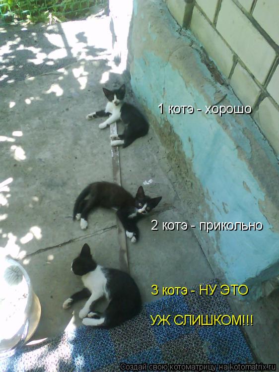 Котоматрица: 1 котэ - хорошо 2 котэ - прикольно 3 котэ - НУ ЭТО УЖ СЛИШКОМ!!!