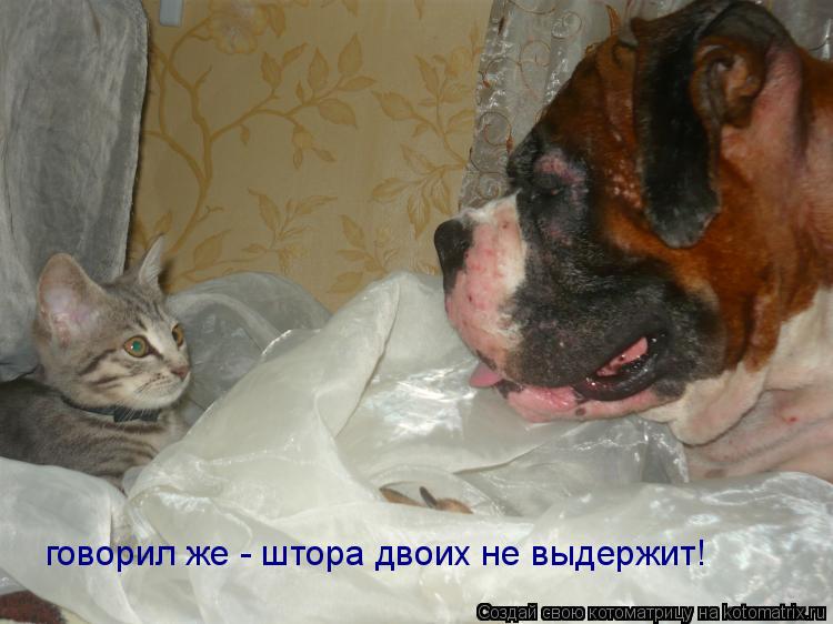 Котоматрица: говорил же - штора двоих не выдержит!