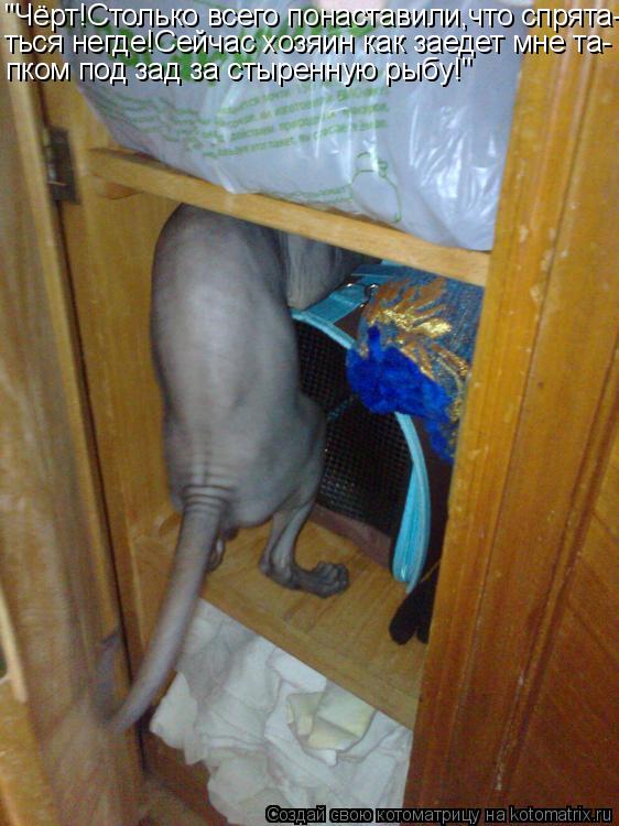Котоматрица: "Чёрт!Столько всего понаставили,что спрята- ться негде!Сейчас хозяин как заедет мне та- пком под зад за стыренную рыбу!"