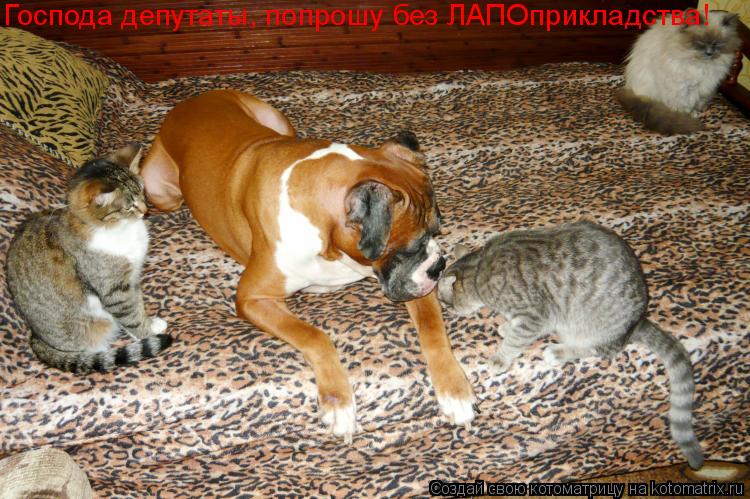 Котоматрица: Господа депутаты, попрошу без ЛАПОприкладства!