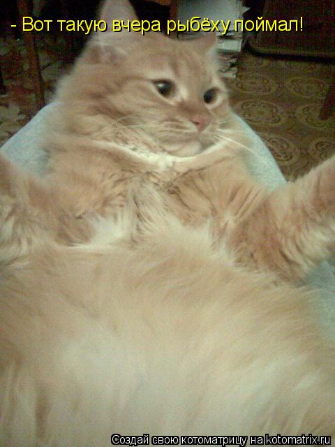Котоматрица: - Вот такую вчера рыбёху поймал!