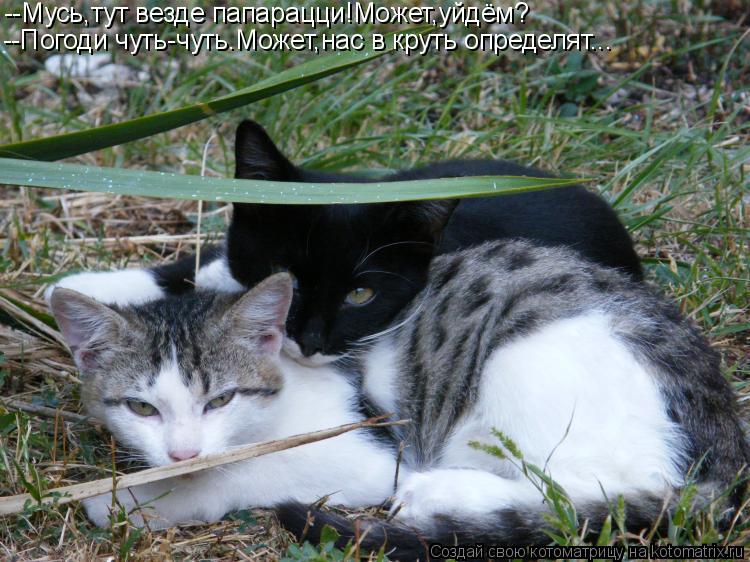 Котоматрица: --Мусь,тут везде папарацци!Может,уйдём? --Погоди чуть-чуть.Может,нас в круть определят...