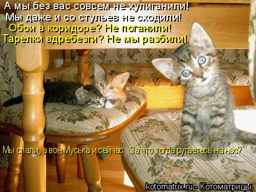 Котоматрица: Обои в коридоре? Не поганили! Тарелки вдребезги? Не мы разбили! Мы даже и со стульев не сходили! А мы без вас совсем не хулиганили! Мы спали, а 