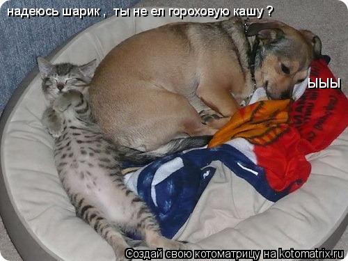 Котоматрица: надеюсь шарик ,  ты не ел гороховую кашу ? ЫЫЫ