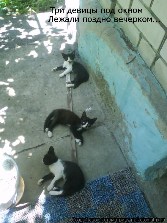 Котоматрица: Три девицы под окном Лежали поздно вечерком...
