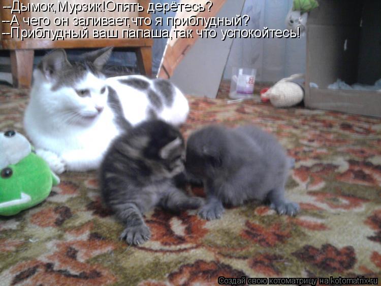 Котоматрица: --Дымок,Мурзик!Опять дерётесь? --А чего он заливает,что я приблудный? --Приблудный ваш папаша,так что успокойтесь!