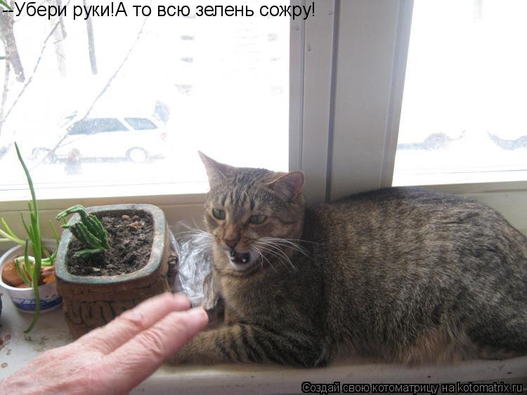Котоматрица: --Убери руки!А то всю зелень сожру!