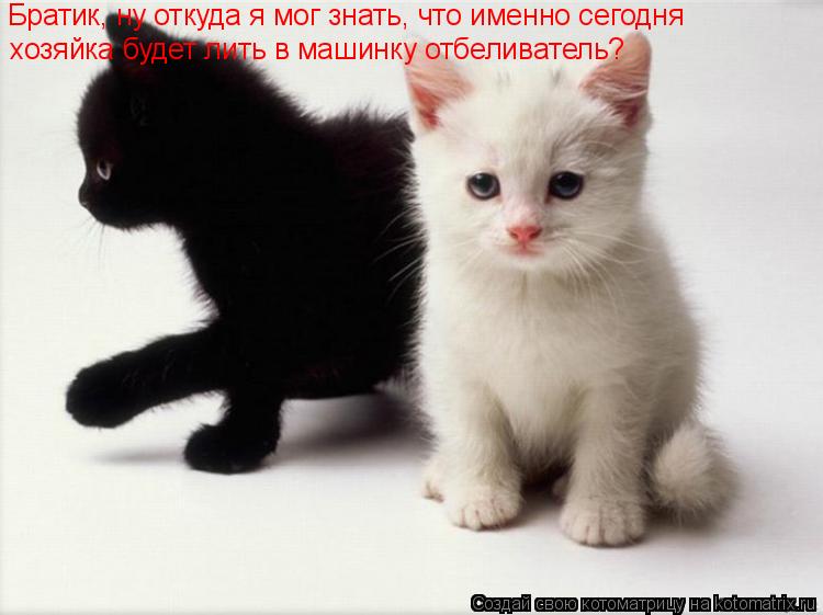 Котоматрица: Братик, ну откуда я мог знать, что именно сегодня хозяйка будет лить в машинку отбеливатель?
