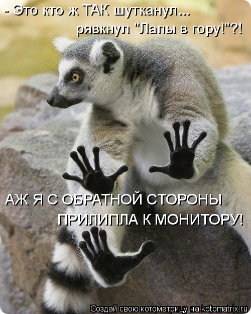 Котоматрица: - Это кто ж ТАК шутканул... рявкнул "Лапы в гору!"?! АЖ Я С ОБРАТНОЙ СТОРОНЫ ПРИЛИПЛА К МОНИТОРУ! ПРИЛИПЛА К МОНИТОРУ!