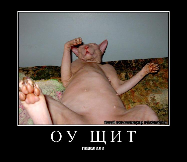 Котоматрица: оу щит павалили