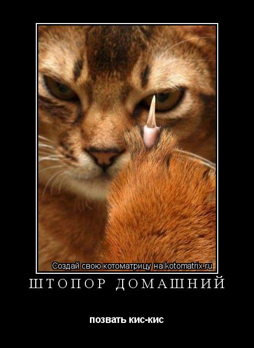 Котоматрица: Штопор домашний позвать кис-кис