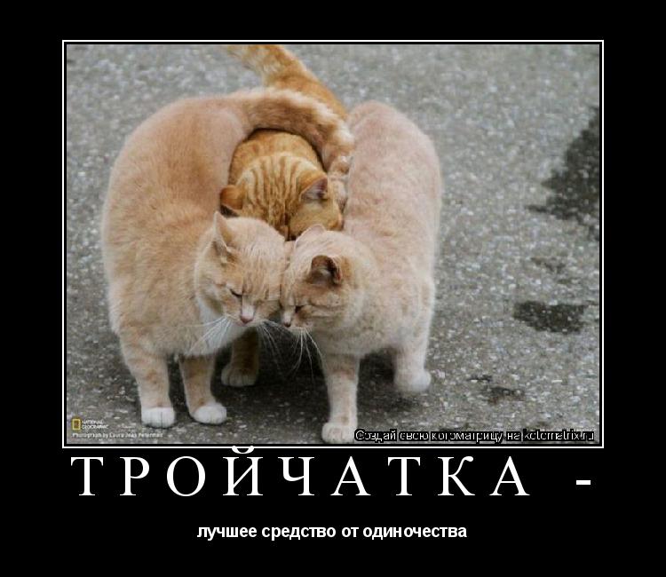 Котоматрица: ТРОЙЧАТКА - лучшее средство от одиночества