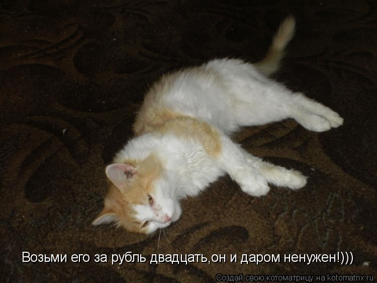 Котоматрица: Возьми его за рубль двадцать,он и даром ненужен!)))