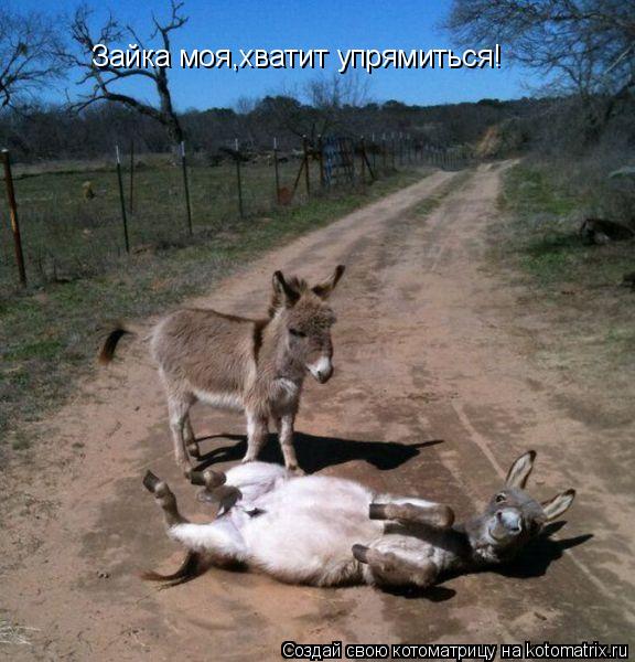 Котоматрица: Зайка моя,хватит упрямиться!