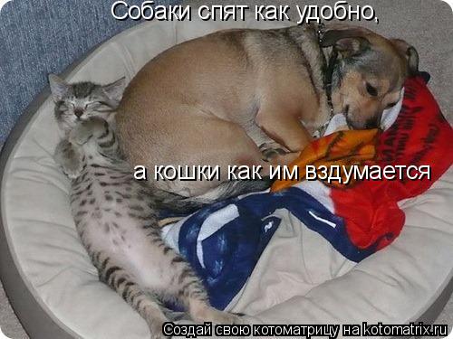 Котоматрица: Собаки спят как удобно, а кошки как им вздумается
