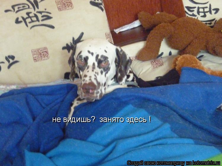 Котоматрица: не видишь?  занято здесь !