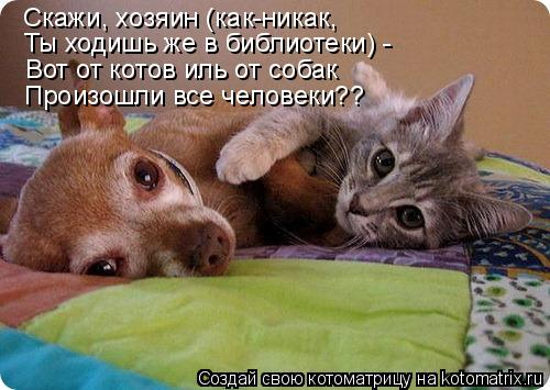 Котоматрица: Скажи, хозяин (как-никак, Ты ходишь же в библиотеки) - Вот от котов иль от собак Произошли все человеки??