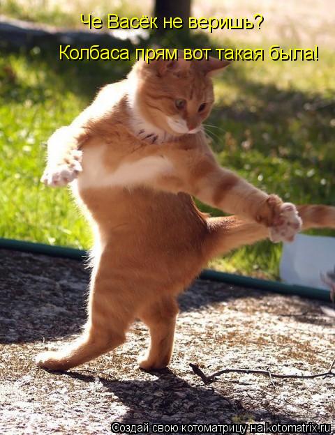 Котоматрица: Че Васёк не веришь? Колбаса прям вот такая была!