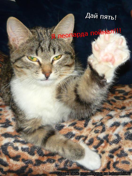 Котоматрица: Дай пять! Я леопарда поймал!!!