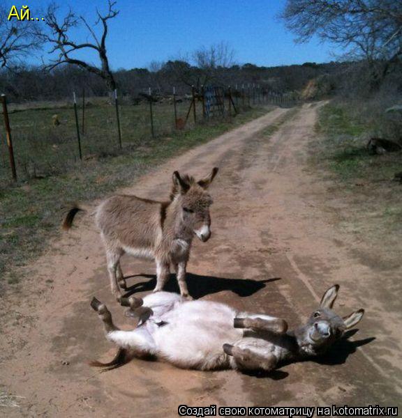 Котоматрица: Ай...