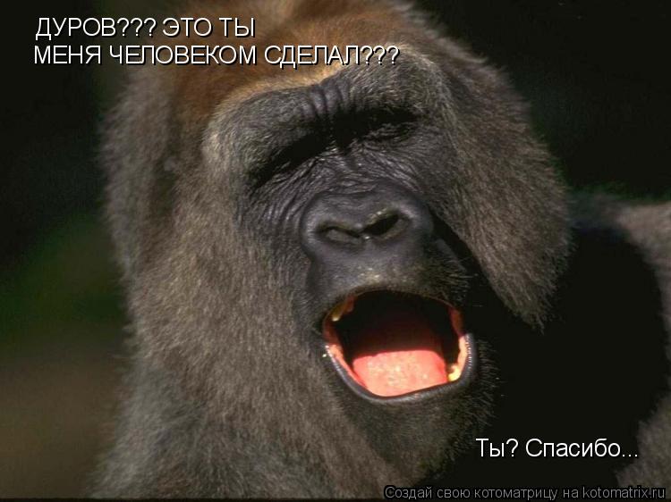 Котоматрица: ДУРОВ??? ЭТО ТЫ МЕНЯ ЧЕЛОВЕКОМ СДЕЛАЛ??? Ты? Спасибо...