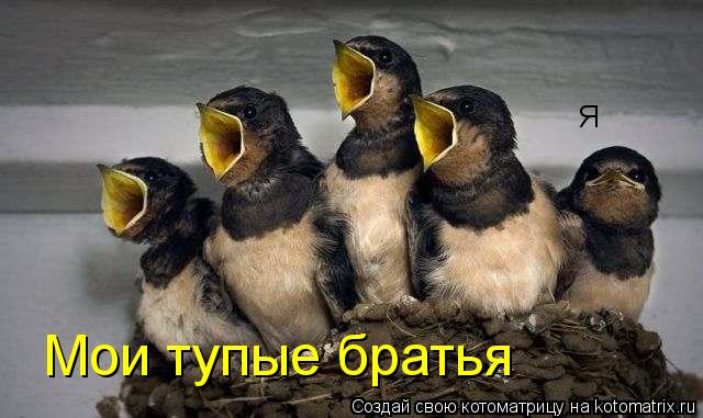 Котоматрица: Я Мои тупые братья