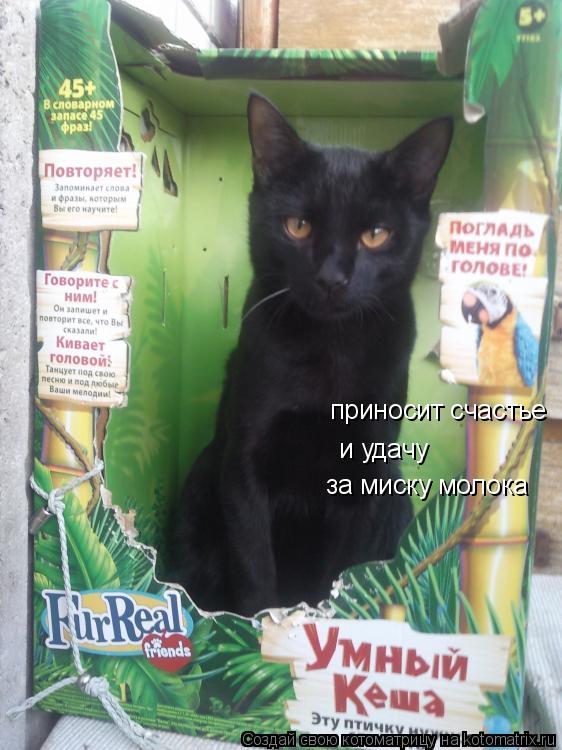 Котоматрица: приносит счастье и удачу за миску молока