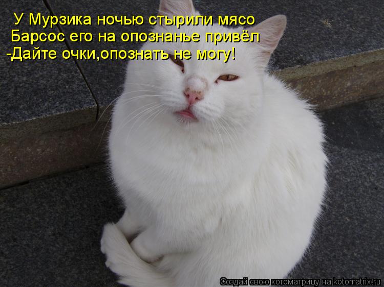Котоматрица: У Мурзика ночью стырили мясо Барсос его на опознанье привёл -Дайте очки,опознать не могу!