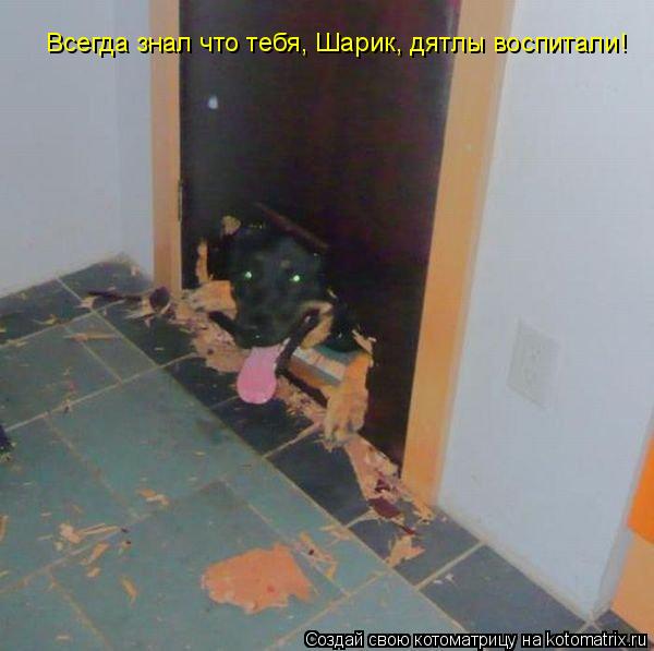 Котоматрица: Всегда знал что тебя, Шарик, дятлы воспитали!