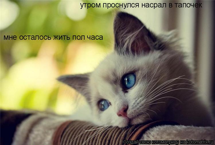 Котоматрица: утром проснулся насрал в тапочек  мне осталось жить пол часа