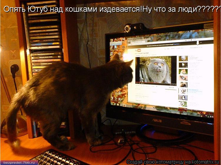 Котоматрица: Опять Ютуб над кошками издевается!Ну что за люди????????????
