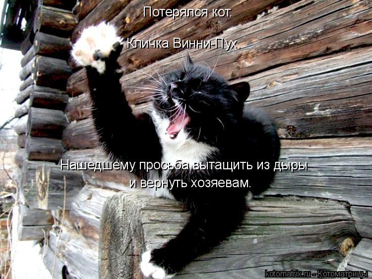 Котоматрица: Потерялся кот. Кличка Винни-Пух. Нашедшему просьба вытащить из дыры  и вернуть хозяевам.