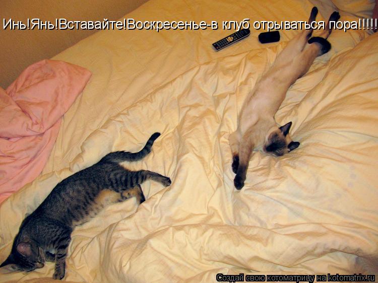 Котоматрица: Инь! Янь! Вставайте! Воскресенье - в клуб отрываться пора!!!!!!!!!!!!!!!!!!!! Инь!Янь!Вставайте!Воскресенье-в клуб отрываться пора!!!!!!!!!!!!!!!!!!!!