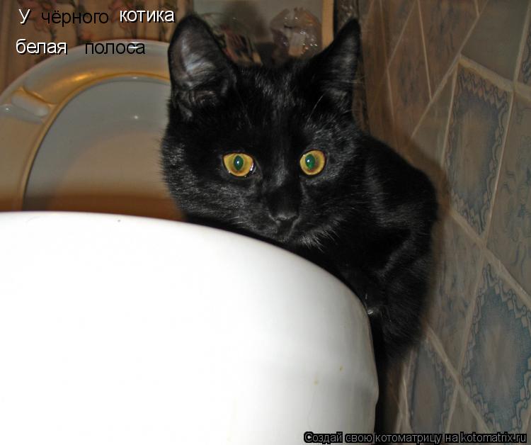 Котоматрица: У   чёрного котика белая  полоса