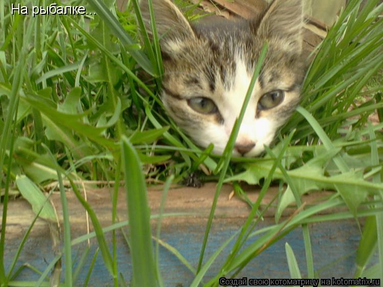Котоматрица: На рыбалке...