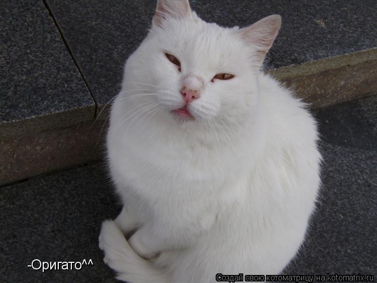 Котоматрица: -Оригато^^