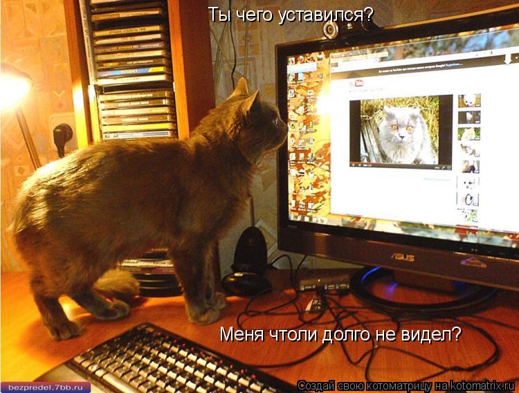 Ты чего уставился? Меня чтоли долго не видел?... Котоматрица: Ты чего уставился? Меня чтоли долго не видел?
