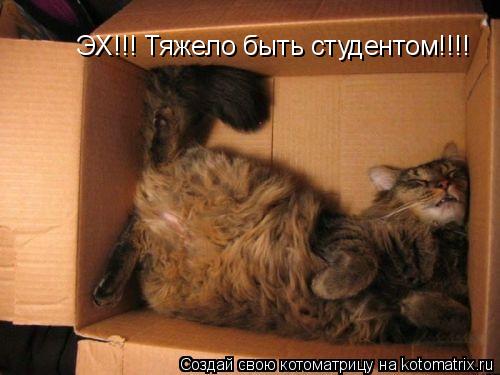 Котоматрица: ЭХ!!! Тяжело быть студентом!!!!