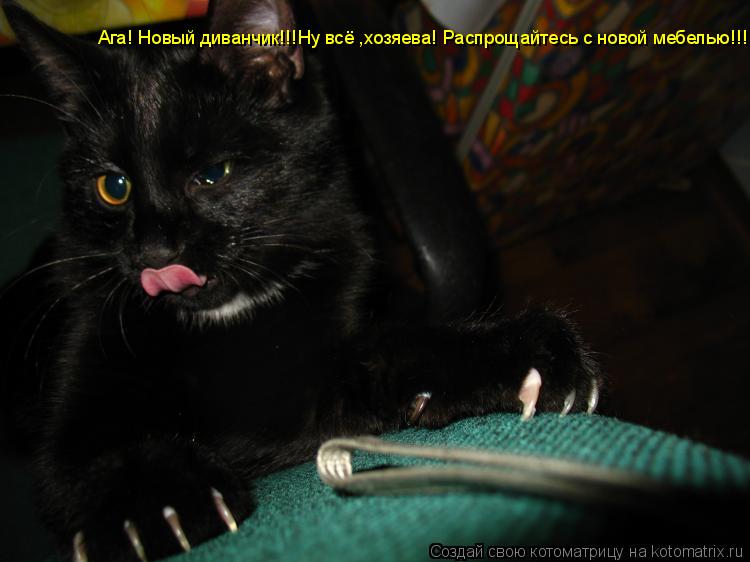 Котоматрица: Ага! Новый диванчик!!!Ну всё ,хозяева! Распрощайтесь с новой мебелью!!!!
