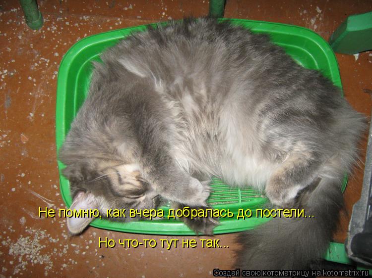 Котоматрица: Не помню, как вчера добралась до постели... Но что-то тут не так...