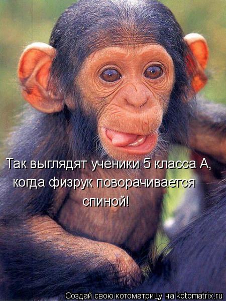 Котоматрица: Так выглядят ученики 5 класса А,  когда физрук поворачивается  спиной!