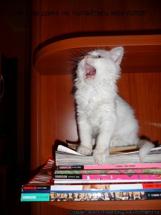 Котоматрица: не дам даже не пытайтесь мой лоток
