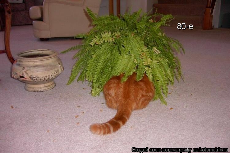 80-е... Котоматрица: 80-е