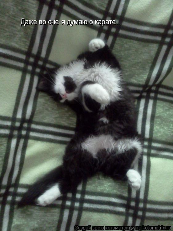 Котоматрица: Даже во сне-я думаю о карате...